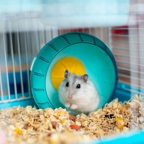 Creating the Perfect Home for Your Hamster