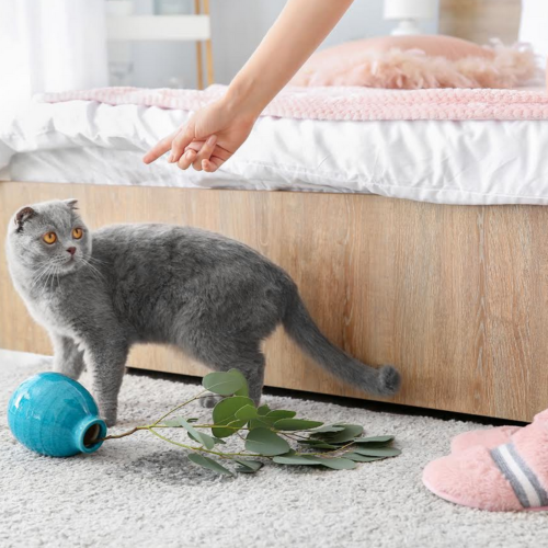 Addressing Common Cat Behavior Problems