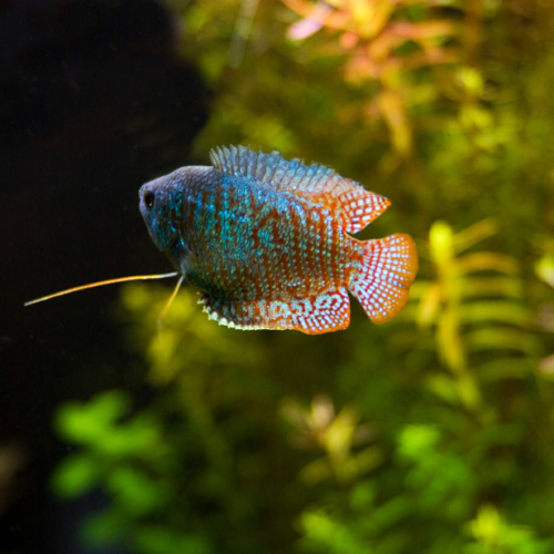 Dwarf Gourami Care