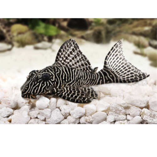 The Ultimate Guide to Caring for Plecostomus: Ideal Aquarium Setup and Care Tips