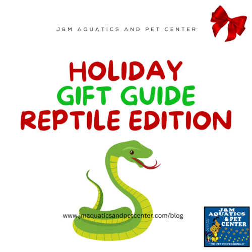 Best Gifts for Reptile Enthusiasts