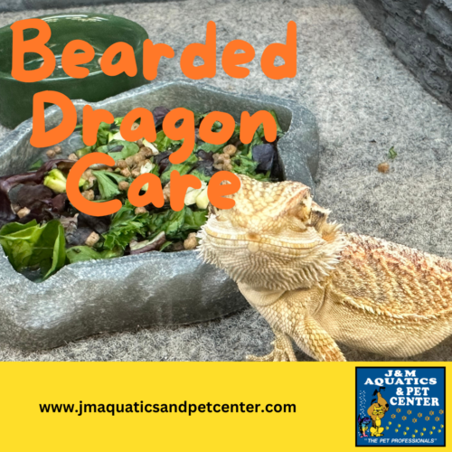 Bearded Dragon Facts