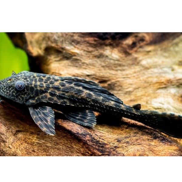 pleco1